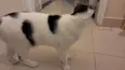Moti