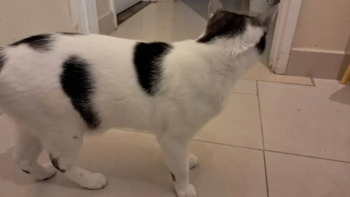 Gato ra a SRD-ViraLata idade 2 anos nome Moti