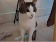 Moti