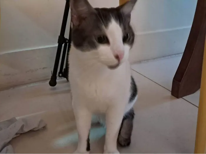 Gato ra a SRD-ViraLata idade 2 anos nome Moti