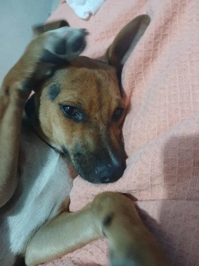 Cachorro ra a SRD-ViraLata idade 2 a 6 meses nome Belly