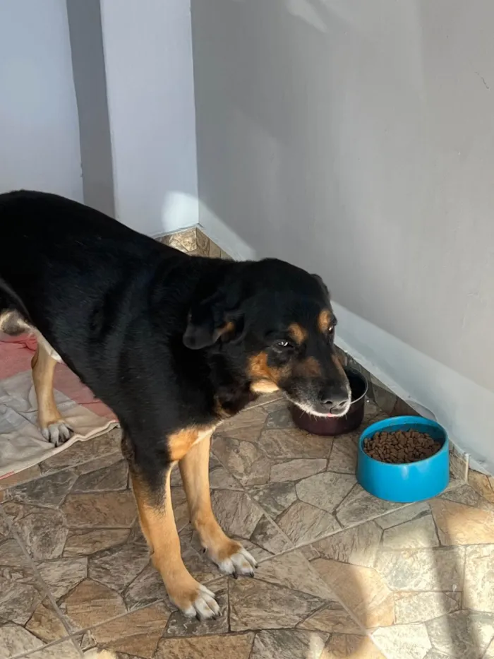 Cachorro ra a Rottweiler idade 4 anos nome Thor