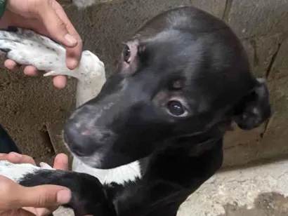 Cachorro raça Pit-Bull idade 7 a 11 meses nome Medusa