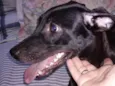 Kora