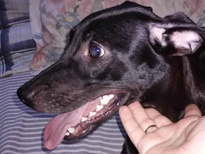 Cachorro ra a SRD-ViraLata idade 1 ano nome Kora