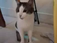 Moti