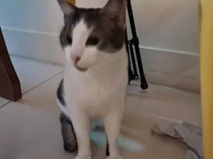 Gato raça SRD-ViraLata idade 2 anos nome Moti