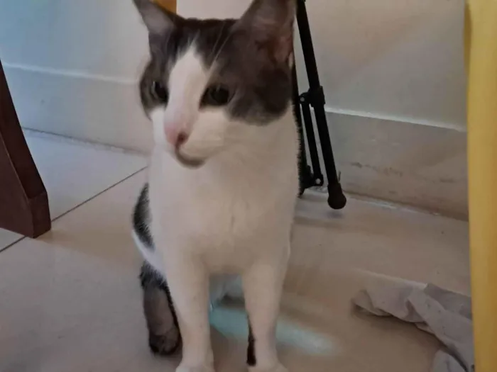 Gato ra a SRD-ViraLata idade 2 anos nome Moti