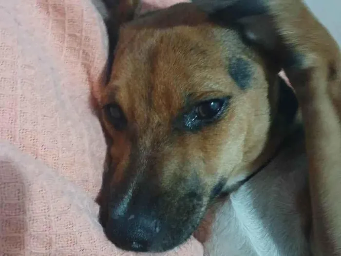 Cachorro ra a SRD-ViraLata idade 2 a 6 meses nome Belly