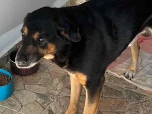 Cachorro raça Rottweiler idade 4 anos nome Thor
