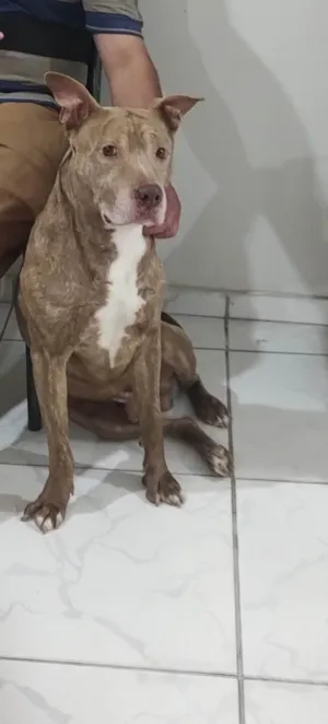Cachorro raça Pit-Bull idade 6 ou mais anos nome Zeus