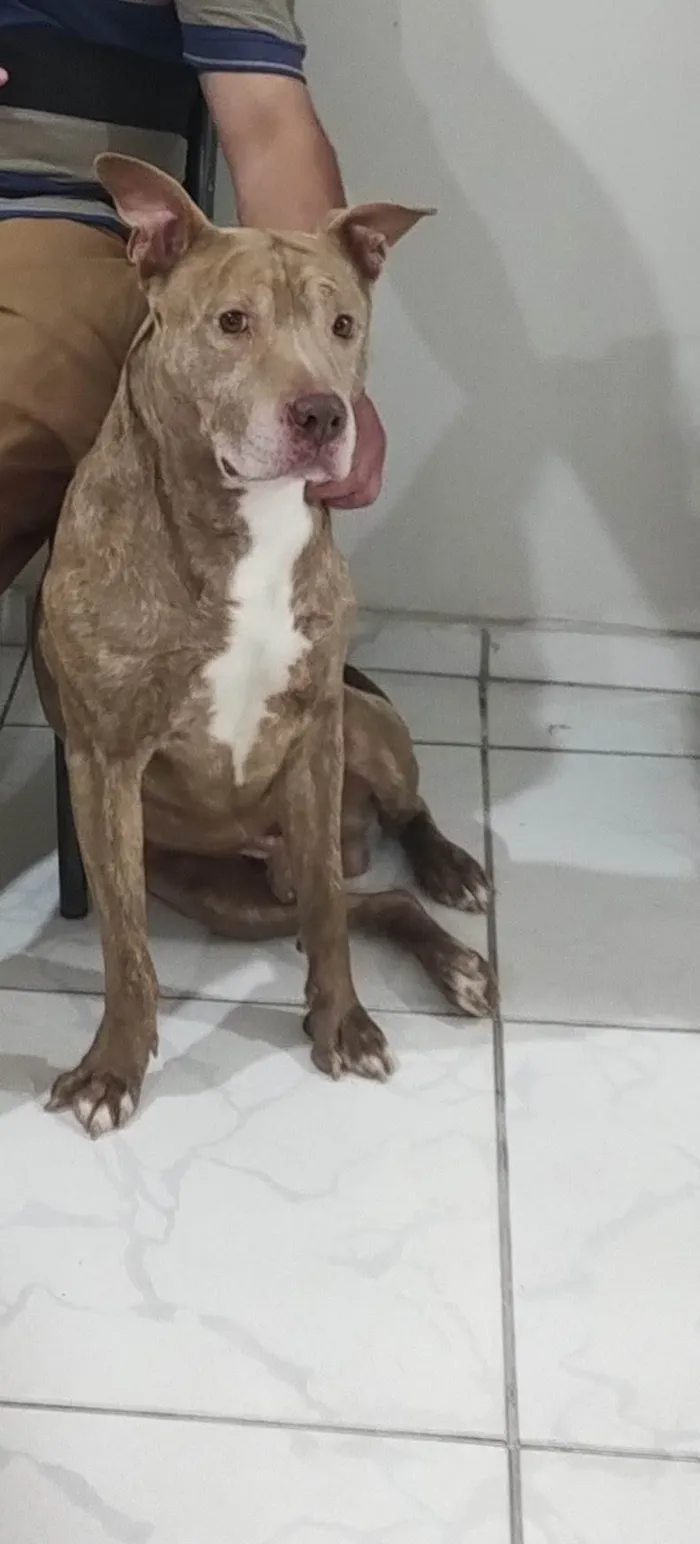 Cachorro ra a Pit-Bull idade 6 ou mais anos nome Zeus