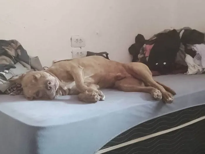 Cachorro ra a Pit-Bull idade 6 ou mais anos nome Zeus