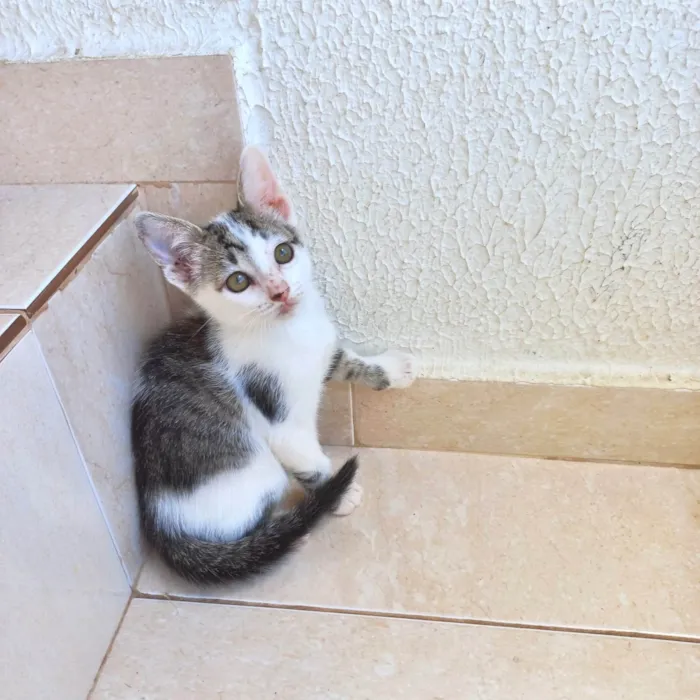 Gato ra a SRD-ViraLata idade 2 a 6 meses nome Haru bb2meses