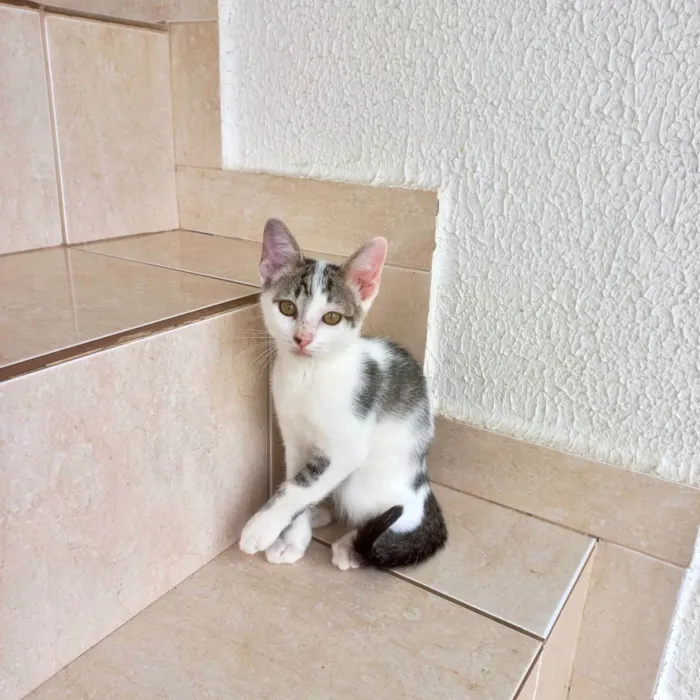 Gato ra a SRD-ViraLata idade 2 a 6 meses nome Haru bb2meses