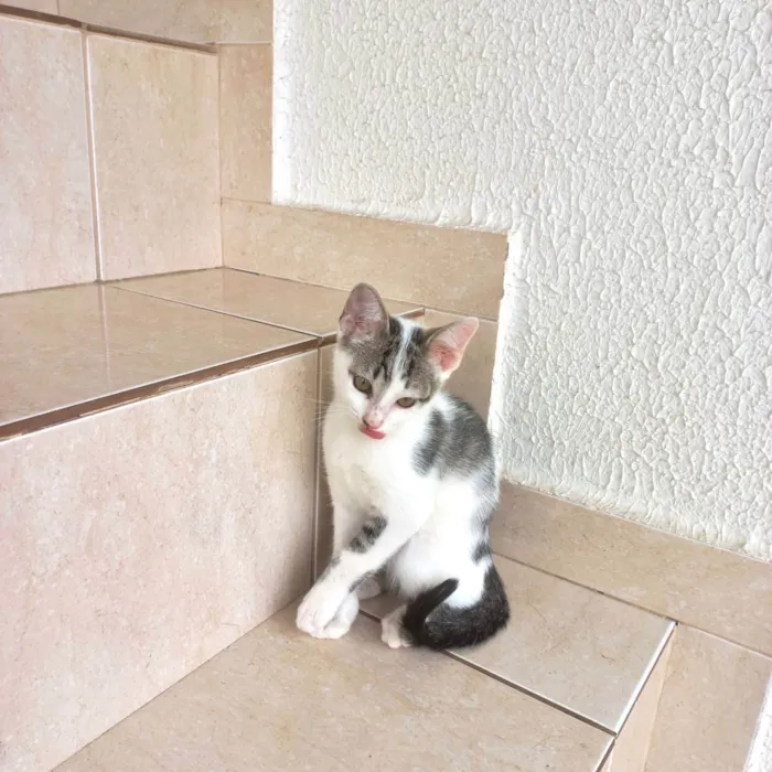 Gato ra a SRD-ViraLata idade 2 a 6 meses nome Haru bb2meses