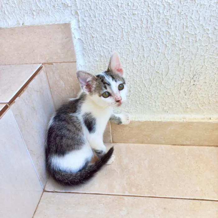 Gato ra a SRD-ViraLata idade 2 a 6 meses nome Haru bb2meses