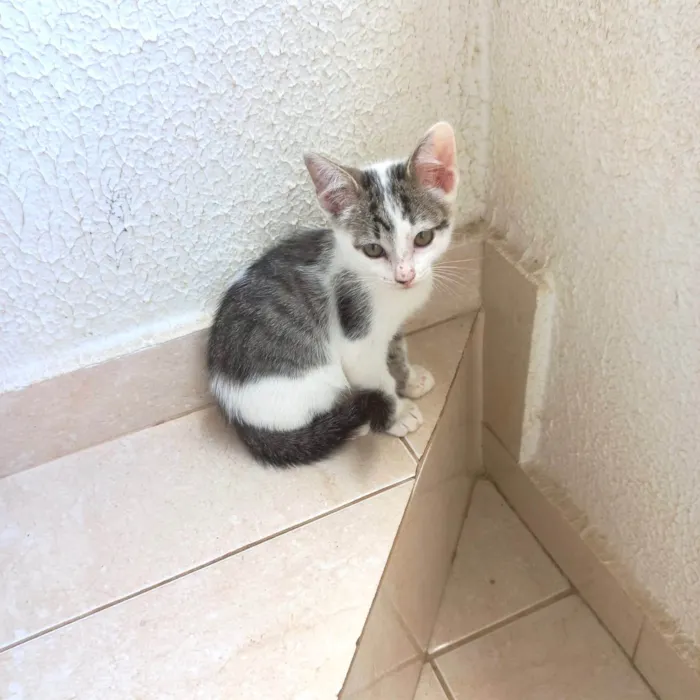 Gato ra a SRD-ViraLata idade 2 a 6 meses nome Haru bb2meses