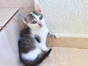 Gato raça SRD-ViraLata idade 2 a 6 meses nome Haru bb2meses