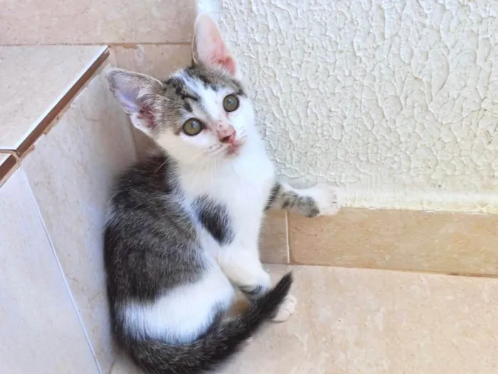 Gato ra a SRD-ViraLata idade 2 a 6 meses nome Haru bb2meses