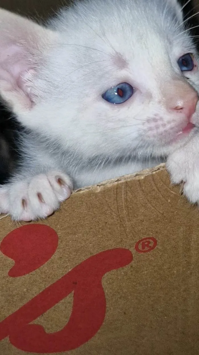 Gato ra a SRD-ViraLata idade 2 a 6 meses nome Miumiu