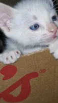 Miumiu