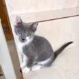 Umi bb2meses