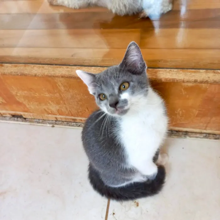 Gato ra a SRD-ViraLata idade 2 a 6 meses nome Umi bb2meses
