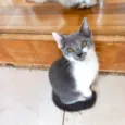 Umi bb2meses