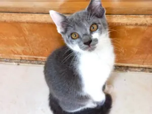 Gato raça SRD-ViraLata idade 2 a 6 meses nome Umi bb2meses