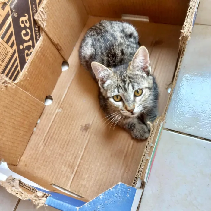 Gato ra a SRD-ViraLata idade 2 a 6 meses nome Hana bb2meses Linda 
