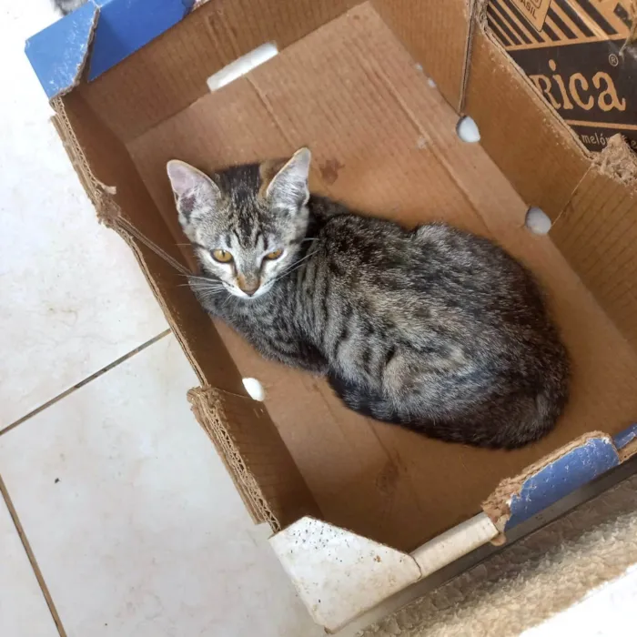 Gato ra a SRD-ViraLata idade 2 a 6 meses nome Hana bb2meses Linda 