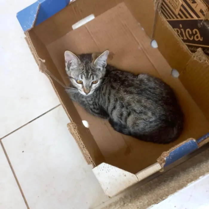 Gato ra a SRD-ViraLata idade 2 a 6 meses nome Hana bb2meses Linda 