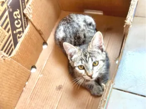 Gato raça SRD-ViraLata idade 2 a 6 meses nome Hana bb2meses Linda 