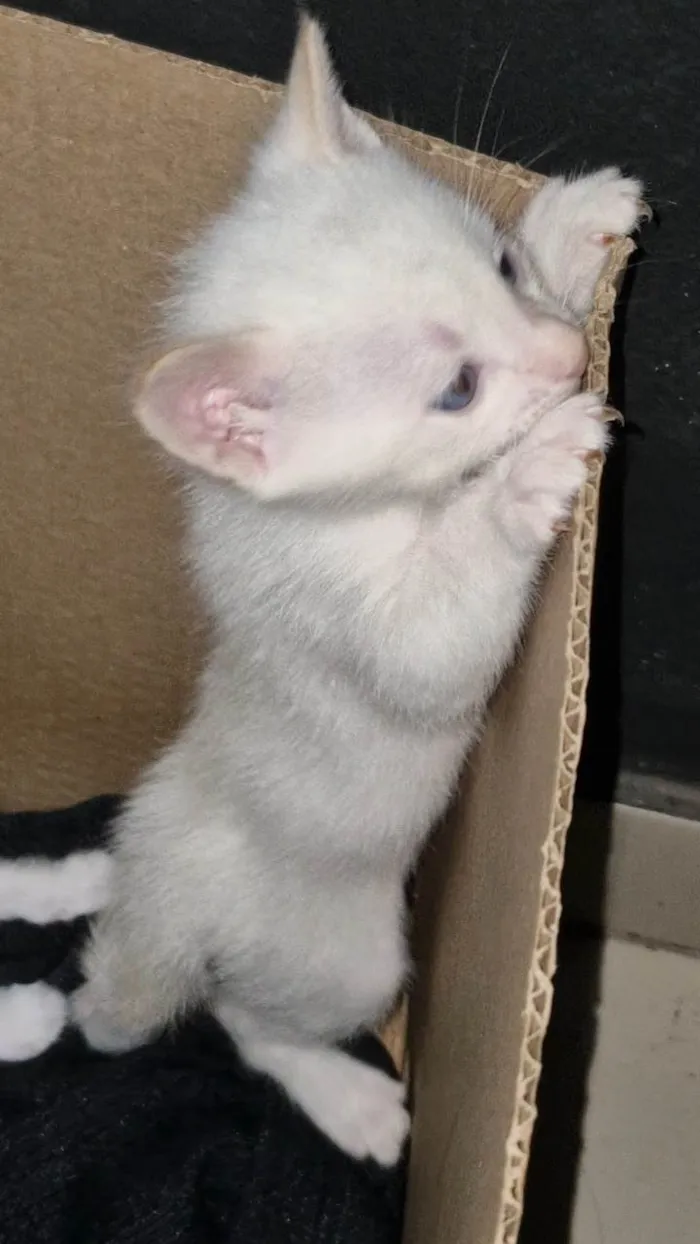 Gato ra a SRD-ViraLata idade 2 a 6 meses nome Floquinho