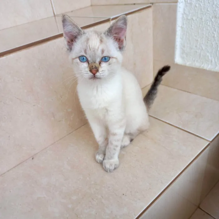 Gato ra a SRD-ViraLata idade 2 a 6 meses nome Tsuki bb2meses