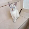 Tsuki bb2meses