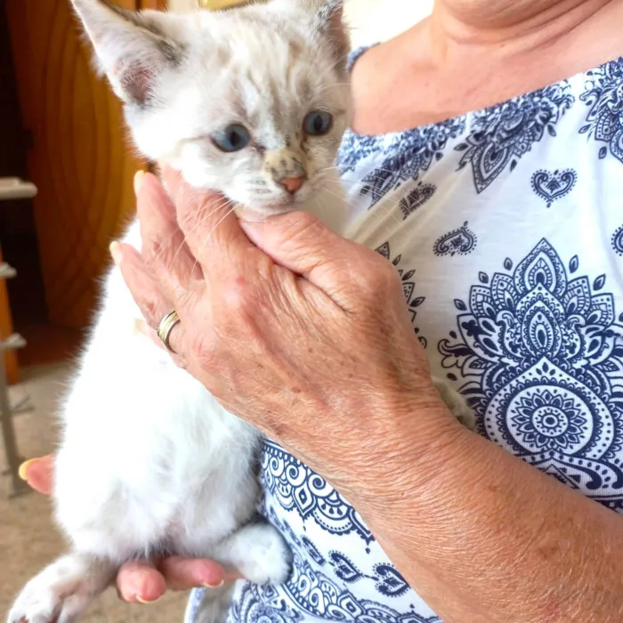 Gato ra a SRD-ViraLata idade 2 a 6 meses nome Tsuki bb2meses