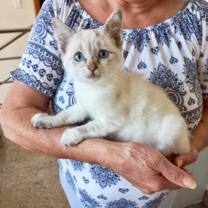 Gato ra a SRD-ViraLata idade 2 a 6 meses nome Tsuki bb2meses