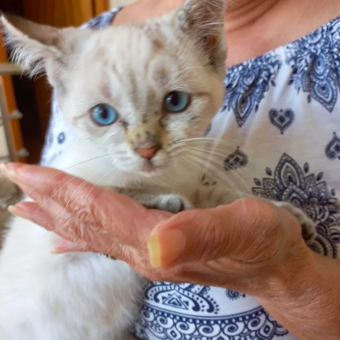Gato ra a SRD-ViraLata idade 2 a 6 meses nome Tsuki bb2meses