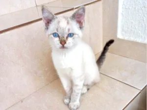 Gato raça SRD-ViraLata idade 2 a 6 meses nome Tsuki bb2meses