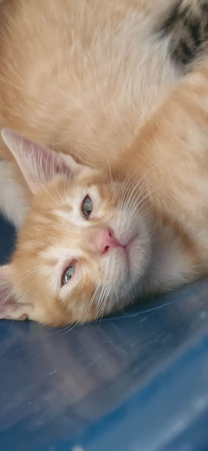 Gato ra a SRD-ViraLata idade 2 a 6 meses nome Laranjinha