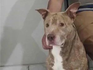 Cachorro raça Pit-Bull idade 6 ou mais anos nome Zeus