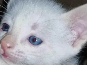 Gato raça SRD-ViraLata idade 2 a 6 meses nome Miumiu