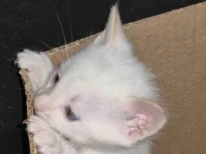 Gato raça SRD-ViraLata idade 2 a 6 meses nome Floquinho