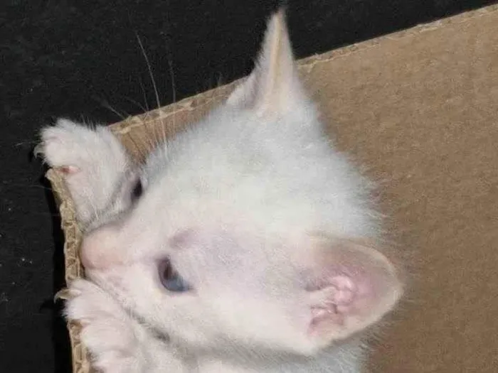 Gato ra a SRD-ViraLata idade 2 a 6 meses nome Floquinho