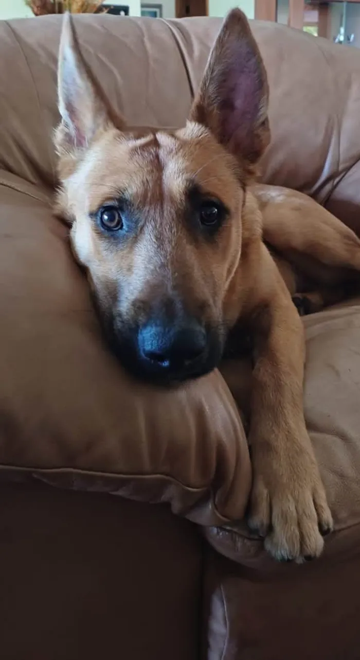 Cachorro ra a SRD-ViraLata idade 1 ano nome Bento