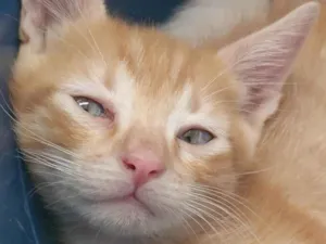 Gato raça SRD-ViraLata idade 2 a 6 meses nome Laranjinha