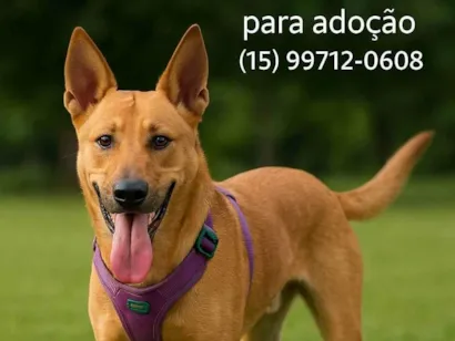 Cachorro raça SRD-ViraLata idade 1 ano nome Bento