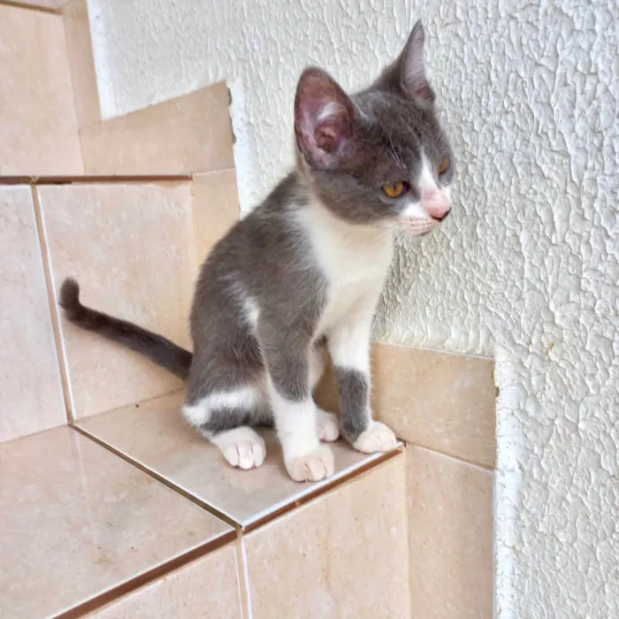 Gato ra a SRD-ViraLata idade 2 a 6 meses nome Mochi bb2meses